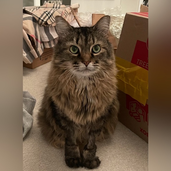 EUC Black Dress by NBD - Picture 10 of 11